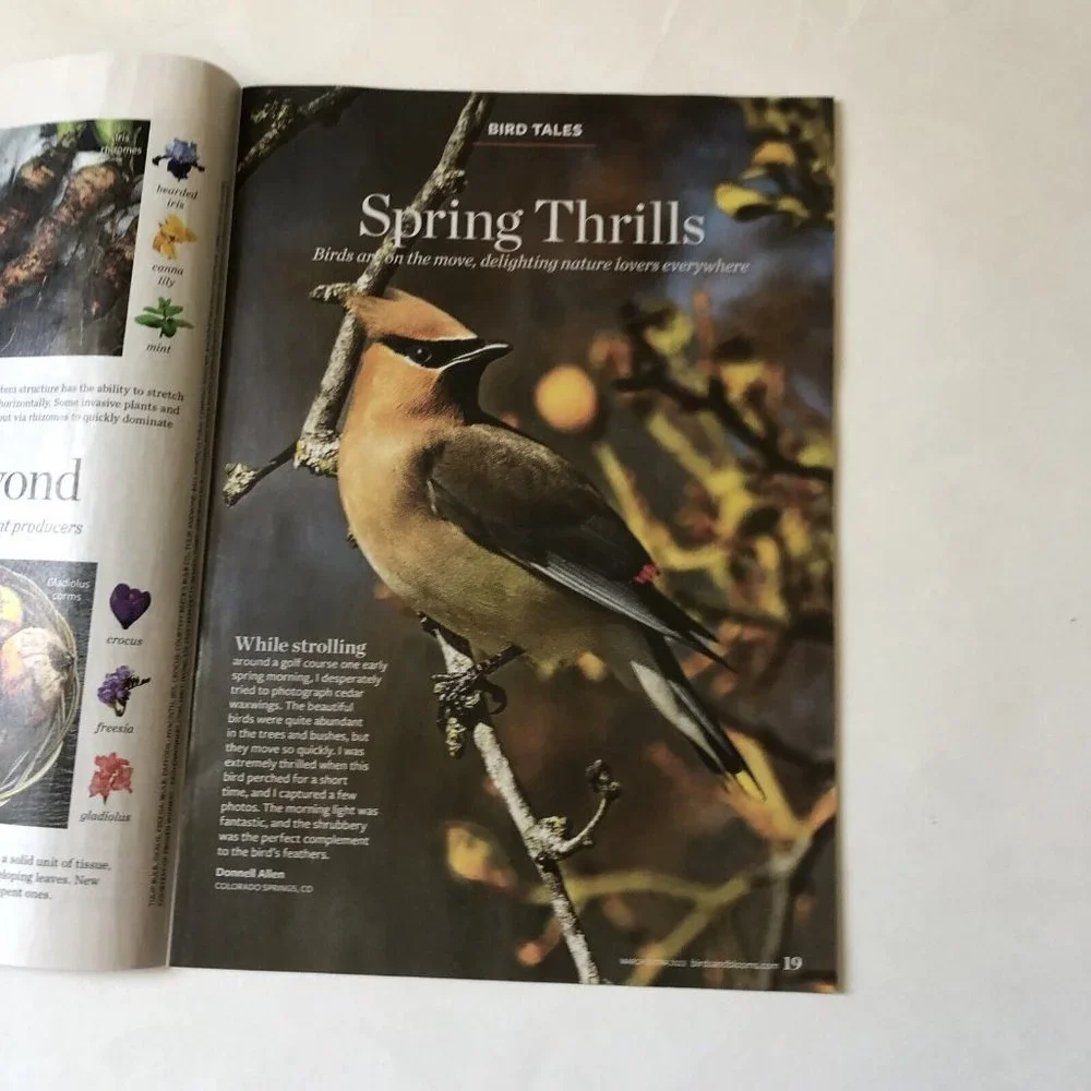 Birds and Blooms Mag March Extra 2023-Finches-Herbs-feeding hacks-ground cover